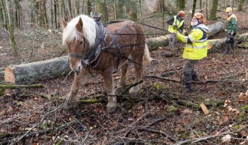 Retour du débardage à cheval