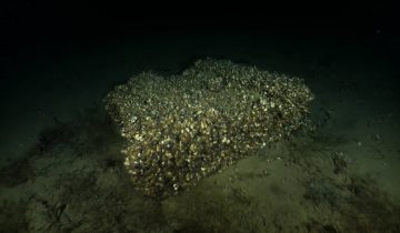 Voyage explosif au centre du Léman 1