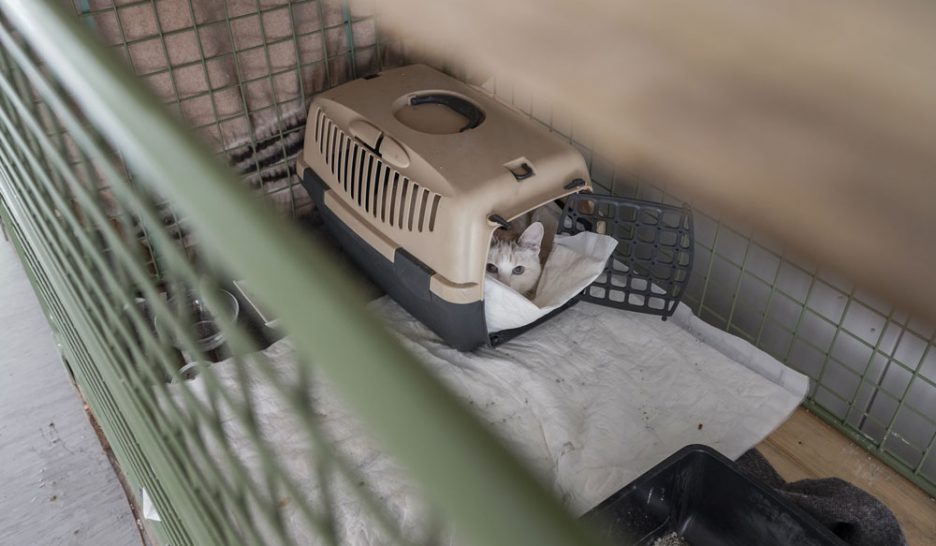 Genève sur le qui-vive face à la rage