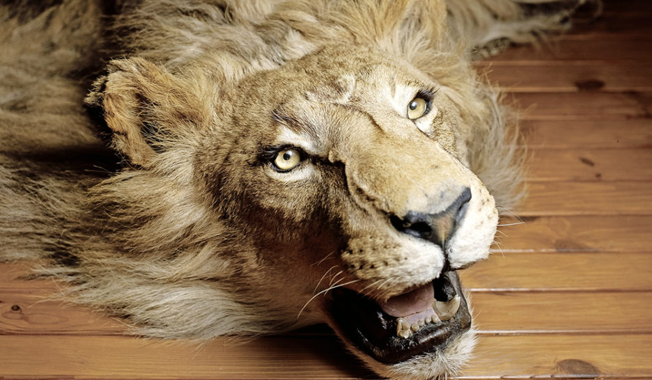 On sauve les trophées de chasse 1