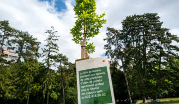 Des arbres plantés dans le dos des autorités