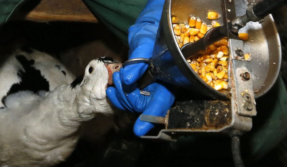 Le foie gras dans le viseur