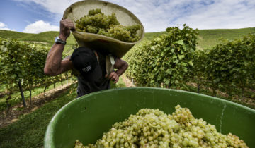 «Le vin est lié à notre mode de vie» 1