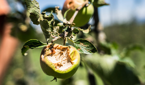 Paysannerie et climat: indemnités exigées