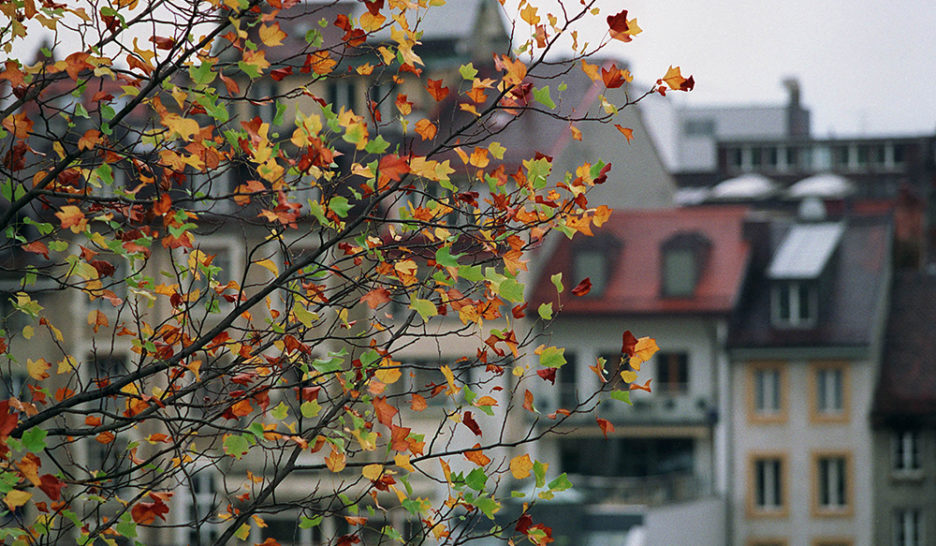 1400 arbres en plus cet automne 1