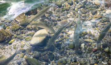 La qualité de l’eau continue à préoccuper