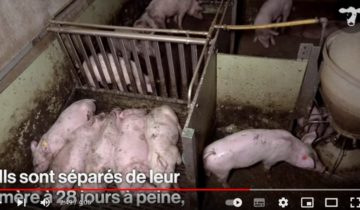 Les antispécistes dénoncent un élevage de porcs 1