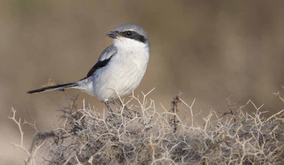 Deux espèces d’oiseaux nicheurs sur cinq menacées en Suisse