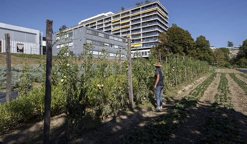 Le commerce local en danger