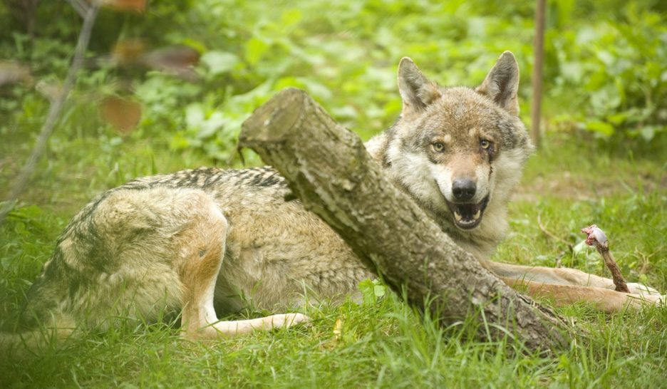 Le loup rôde ce week-end à Montricher