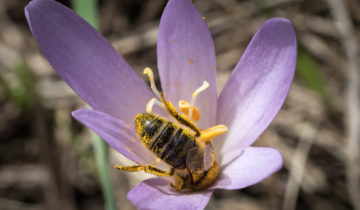 Les députés planchent sur la protection de la biodiversité