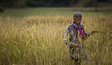 Semences thaïlandaises menacées