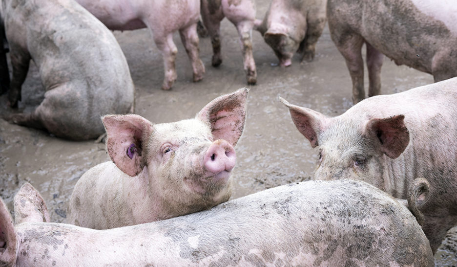 Moins de viande pour la planète