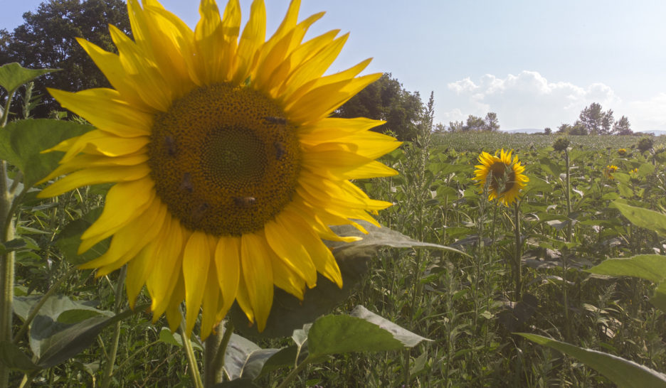 Suivre l’exemple du tournesol