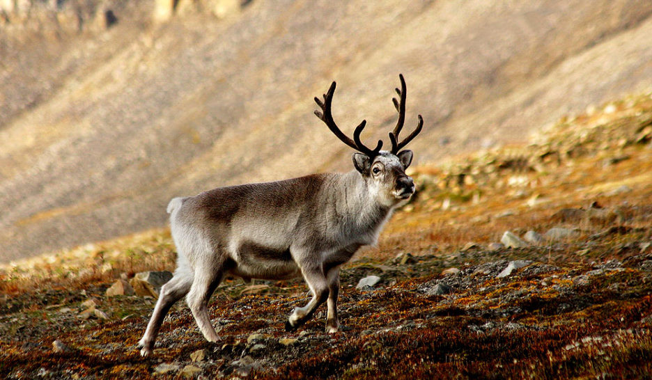 Survivre à l’effondrement 