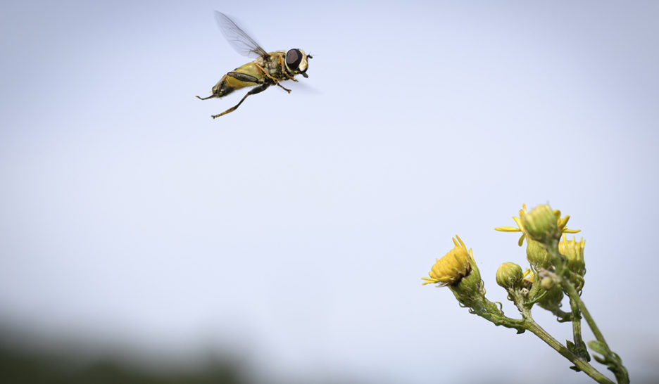 Biodiversité: la Suisse est la lanterne rouge de l’Europe