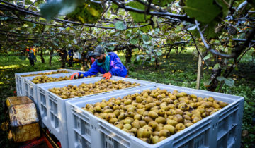 Le kiwi a la cote sur la Côte