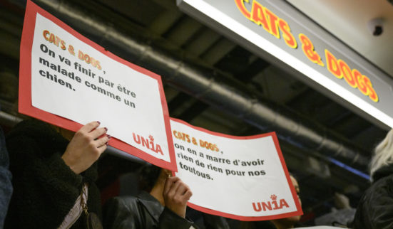 Vives tensions sociales chez Cats & Dogs