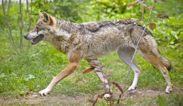 L’abattage du loup sera facilité