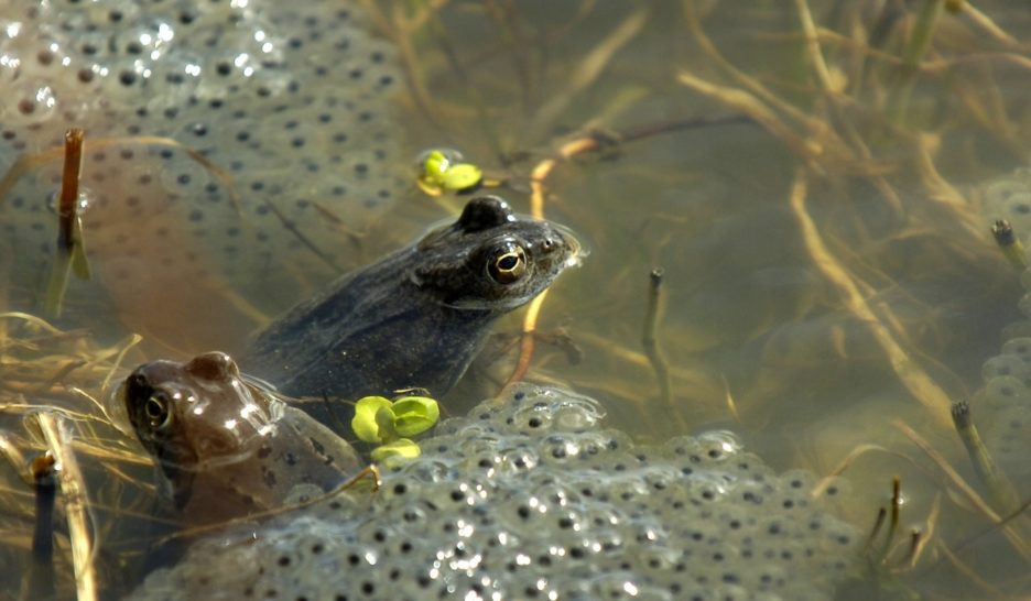 Davantage de zones humides en ville
