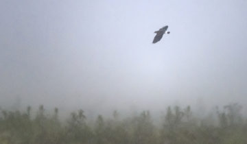 De nombreux oiseaux ont disparu en Suisse en 100 ans