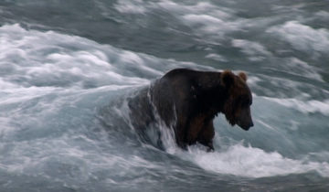 «Ours», pas qu’une histoire de plantigrade