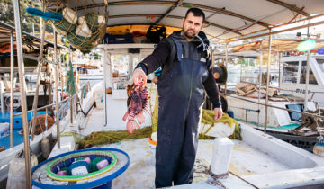 Quand le poisson-lion devient roi