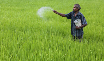 Sri Lanka: le piège chimique