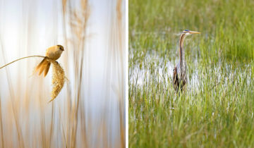 Un legs pour les ornithologues