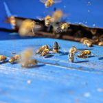 L’apiculture dans le dur