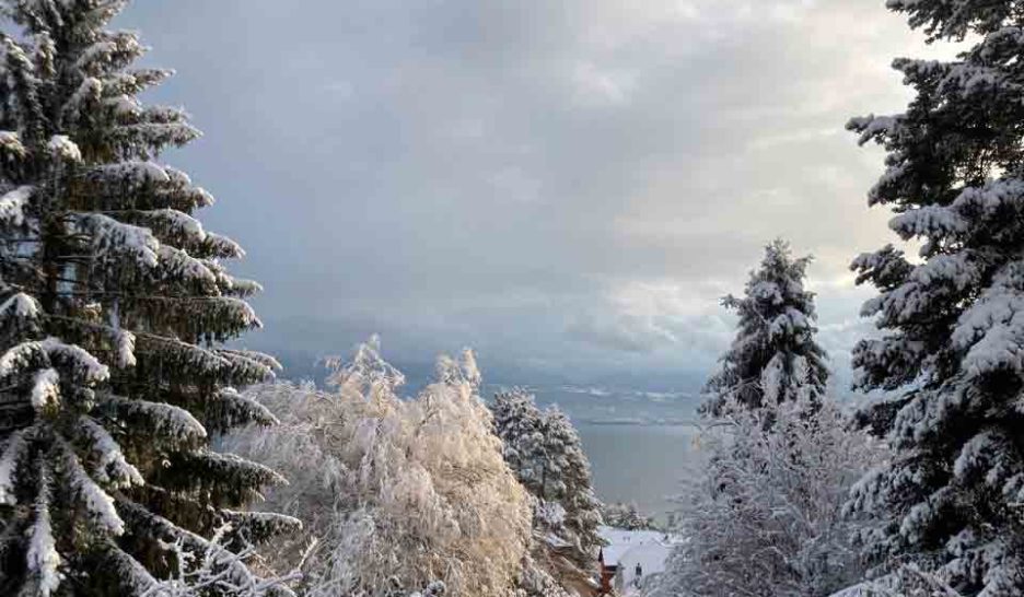 Unité pour la sauvegarde des arbres