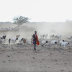«Carbone de sang» au Kenya