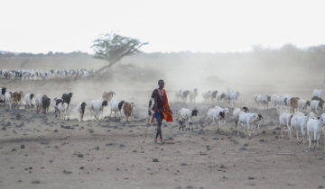 «Carbone de sang» au Kenya