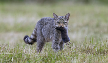 Le chat sauvage s’établit en plaine