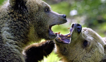 L’ours aime les grisons 1