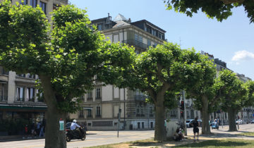 Platanes centenaires condamnés sur les quais