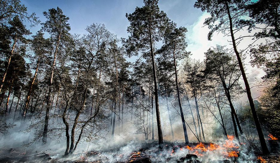 Contre l’écologie réactionnaire