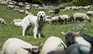 Le Valais entre chiens et loups