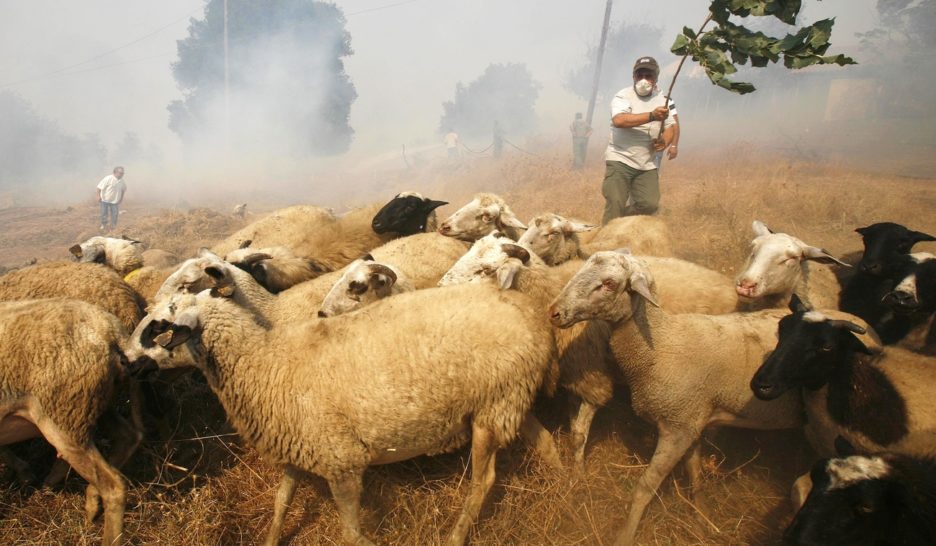 Pour un Aïd-el-Kébir moins sanglant