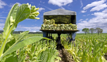 Avenir incertain pour le tabac 1