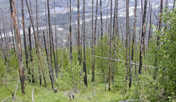 «La forêt mettra 100 ans à repousser» 1