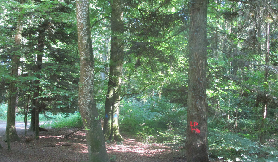 Forêt sauvée in extremis 2