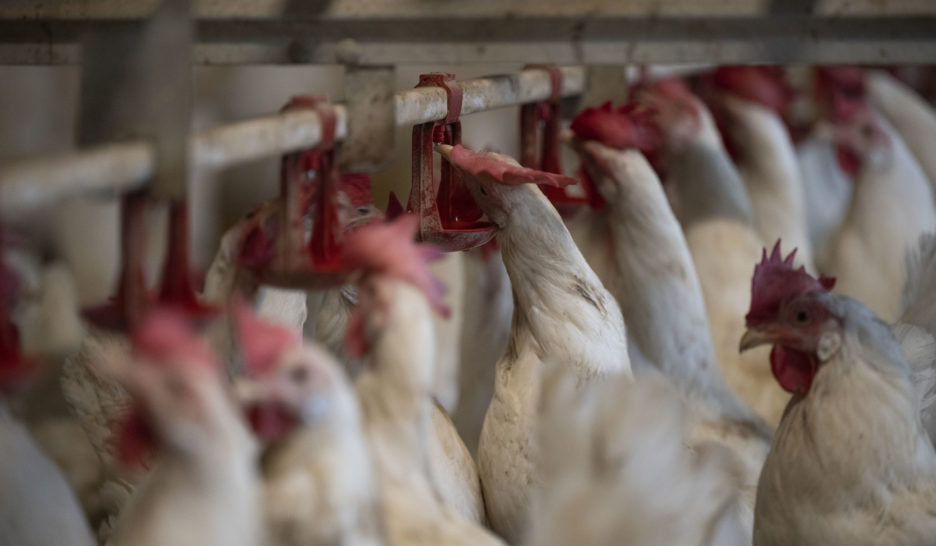 Le poulet, un autre signe de «l'époque de l'humain»