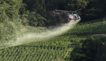 Les dangers du glyphosate minimisés