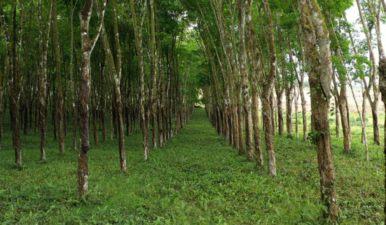 Révolte victorieuse en Côte d’Ivoire