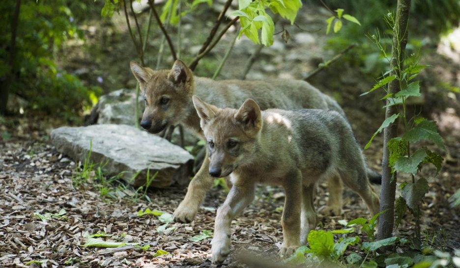 Forte densité de loups en Haute-Savoie