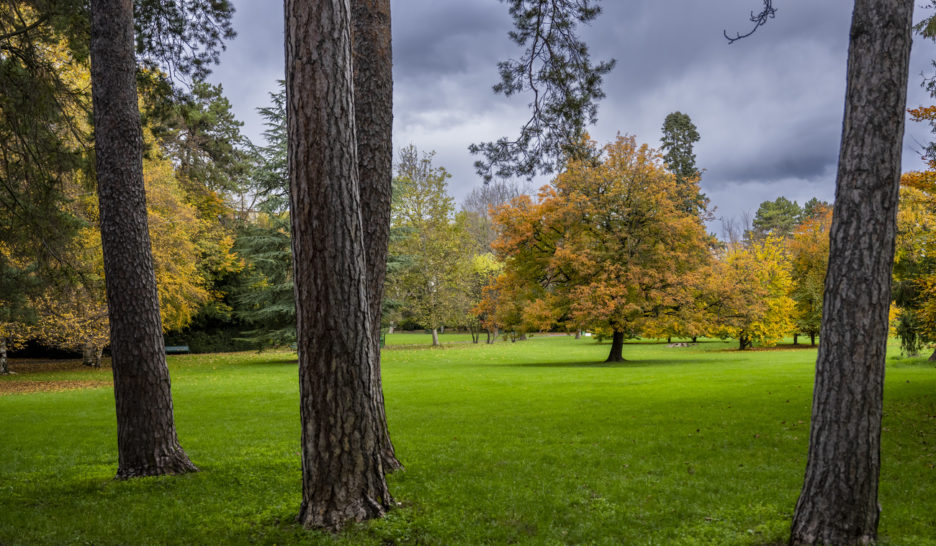 Une étude pour mieux planter les arbres