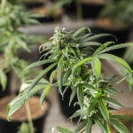 Vente de cannabis: Genève à le chanvre libre