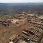 La reforestation prise pour cible