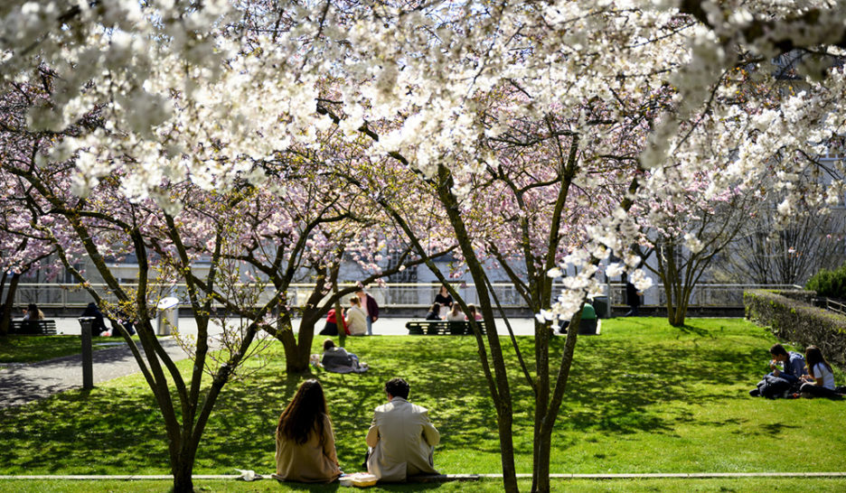 Planter plus, mieux et tailler moins